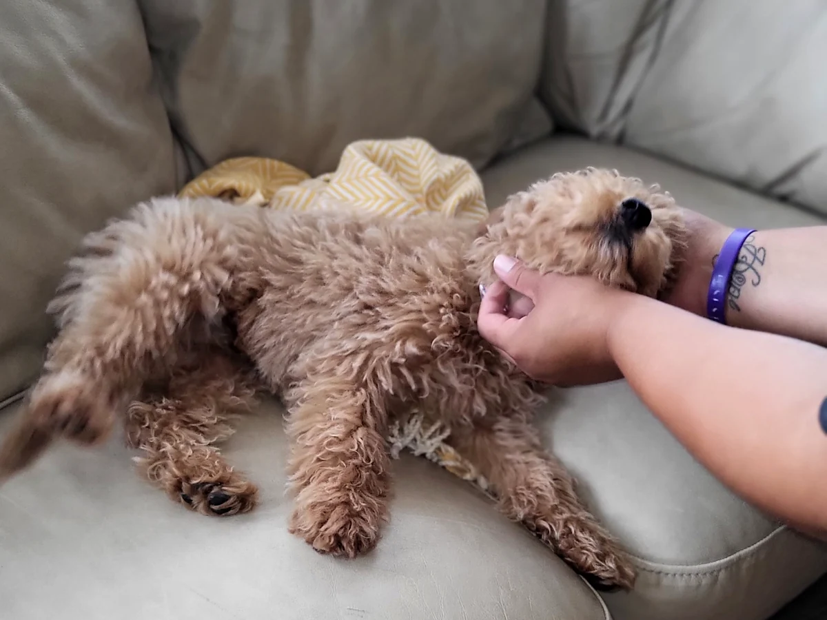 Two Ladies Cleaning, LC - Pet Friendly